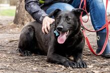 FOSTER, Hund, Mischlingshund in Russische Föderation - Bild 3