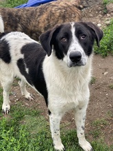 DARIOLORENZO, Hund, Mischlingshund in Griechenland - Bild 15