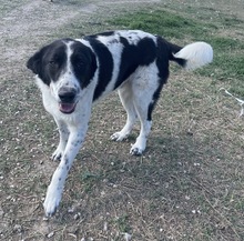 DARIOLORENZO, Hund, Mischlingshund in Griechenland - Bild 17