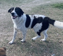 DARIOLORENZO, Hund, Mischlingshund in Griechenland - Bild 18