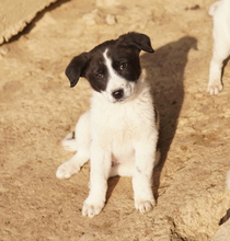 DARIOLORENZO, Hund, Mischlingshund in Griechenland - Bild 22