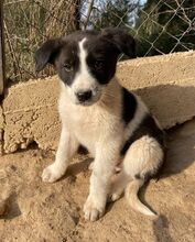 DARIOLORENZO, Hund, Mischlingshund in Griechenland - Bild 23