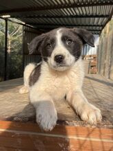 DARIOLORENZO, Hund, Mischlingshund in Griechenland - Bild 25