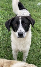 DARIOLORENZO, Hund, Mischlingshund in Griechenland - Bild 9
