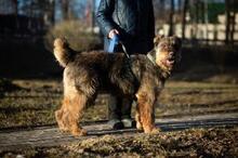 ZILBOBABOB, Hund, Mischlingshund in Russische Föderation - Bild 1