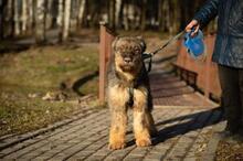 ZILBOBABOB, Hund, Mischlingshund in Russische Föderation - Bild 2