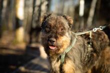 ZILBOBABOB, Hund, Mischlingshund in Russische Föderation - Bild 3