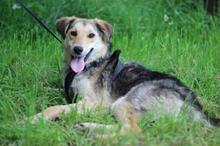 ZAIKA, Hund, Mischlingshund in Russische Föderation - Bild 1