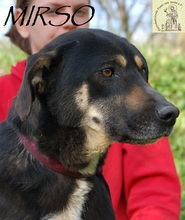 MIRSCHO, Hund, Mischlingshund in Bosnien und Herzegowina - Bild 1