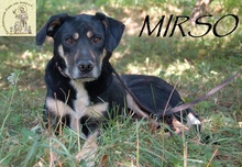 MIRSCHO, Hund, Mischlingshund in Bosnien und Herzegowina - Bild 2