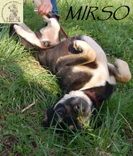 MIRSCHO, Hund, Mischlingshund in Bosnien und Herzegowina - Bild 3