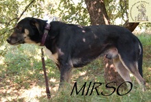 MIRSCHO, Hund, Mischlingshund in Bosnien und Herzegowina - Bild 4