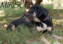 MIRSCHO, Hund, Mischlingshund in Bosnien und Herzegowina - Bild 5