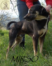 MIRSCHO, Hund, Mischlingshund in Bosnien und Herzegowina - Bild 6
