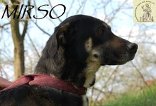 MIRSCHO, Hund, Mischlingshund in Bosnien und Herzegowina - Bild 7