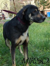 MIRSCHO, Hund, Mischlingshund in Bosnien und Herzegowina - Bild 8