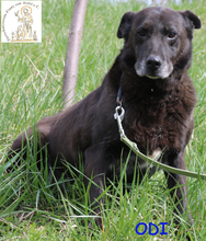 ODI, Hund, Mischlingshund in Bosnien und Herzegowina - Bild 1