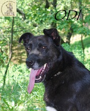 ODI, Hund, Mischlingshund in Bosnien und Herzegowina - Bild 10