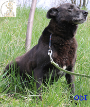 ODI, Hund, Mischlingshund in Bosnien und Herzegowina - Bild 2