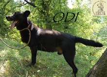 ODI, Hund, Mischlingshund in Bosnien und Herzegowina - Bild 3