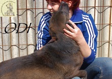 ODI, Hund, Mischlingshund in Bosnien und Herzegowina - Bild 4