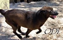 ODI, Hund, Mischlingshund in Bosnien und Herzegowina - Bild 5