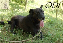 ODI, Hund, Mischlingshund in Bosnien und Herzegowina - Bild 8