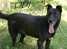 ODI, Hund, Mischlingshund in Bosnien und Herzegowina - Bild 9