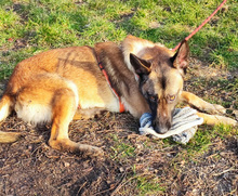 BENI, Hund, Mischlingshund in Kroatien - Bild 3