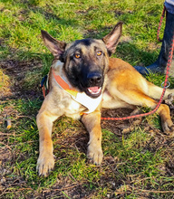 BENI, Hund, Mischlingshund in Kroatien - Bild 4