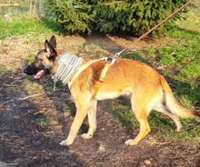 BENI, Hund, Mischlingshund in Kroatien - Bild 5