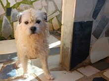 GARY, Hund, Mischlingshund in Tönning - Bild 2