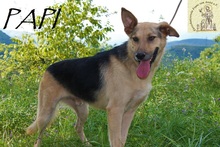 PAPI, Hund, Mischlingshund in Bosnien und Herzegowina - Bild 1