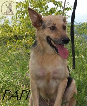 PAPI, Hund, Mischlingshund in Bosnien und Herzegowina - Bild 2