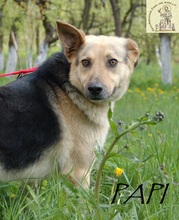 PAPI, Hund, Mischlingshund in Bosnien und Herzegowina - Bild 3