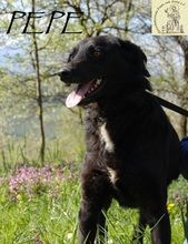 PEPE, Hund, Mischlingshund in Bosnien und Herzegowina - Bild 1