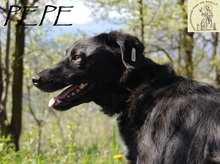 PEPE, Hund, Mischlingshund in Bosnien und Herzegowina - Bild 2