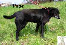 PEPE, Hund, Mischlingshund in Bosnien und Herzegowina - Bild 4