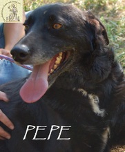 PEPE, Hund, Mischlingshund in Bosnien und Herzegowina - Bild 5