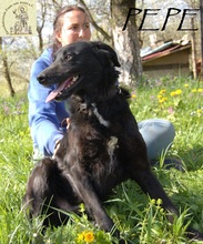 PEPE, Hund, Mischlingshund in Bosnien und Herzegowina - Bild 7