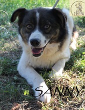 SUNNY, Hund, Mischlingshund in Bosnien und Herzegowina - Bild 1