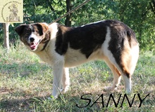SUNNY, Hund, Mischlingshund in Bosnien und Herzegowina - Bild 2