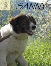 SUNNY, Hund, Mischlingshund in Bosnien und Herzegowina - Bild 3