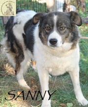SUNNY, Hund, Mischlingshund in Bosnien und Herzegowina - Bild 4