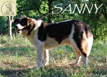 SUNNY, Hund, Mischlingshund in Bosnien und Herzegowina - Bild 5