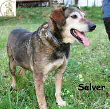SELVER, Hund, Mischlingshund in Bosnien und Herzegowina - Bild 2