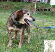 SELVER, Hund, Mischlingshund in Bosnien und Herzegowina - Bild 3