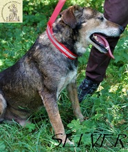 SELVER, Hund, Mischlingshund in Bosnien und Herzegowina - Bild 4