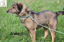 SIVKO, Hund, Mischlingshund in Bosnien und Herzegowina - Bild 1