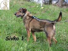 SIVKO, Hund, Mischlingshund in Bosnien und Herzegowina - Bild 2